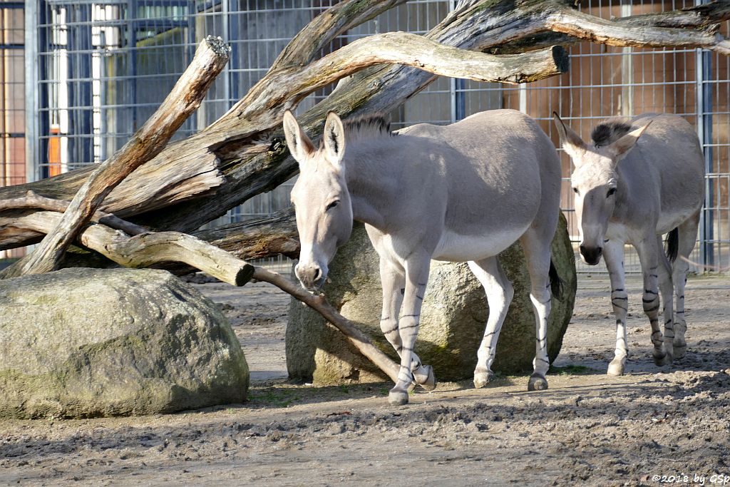 Somali-Wildesel