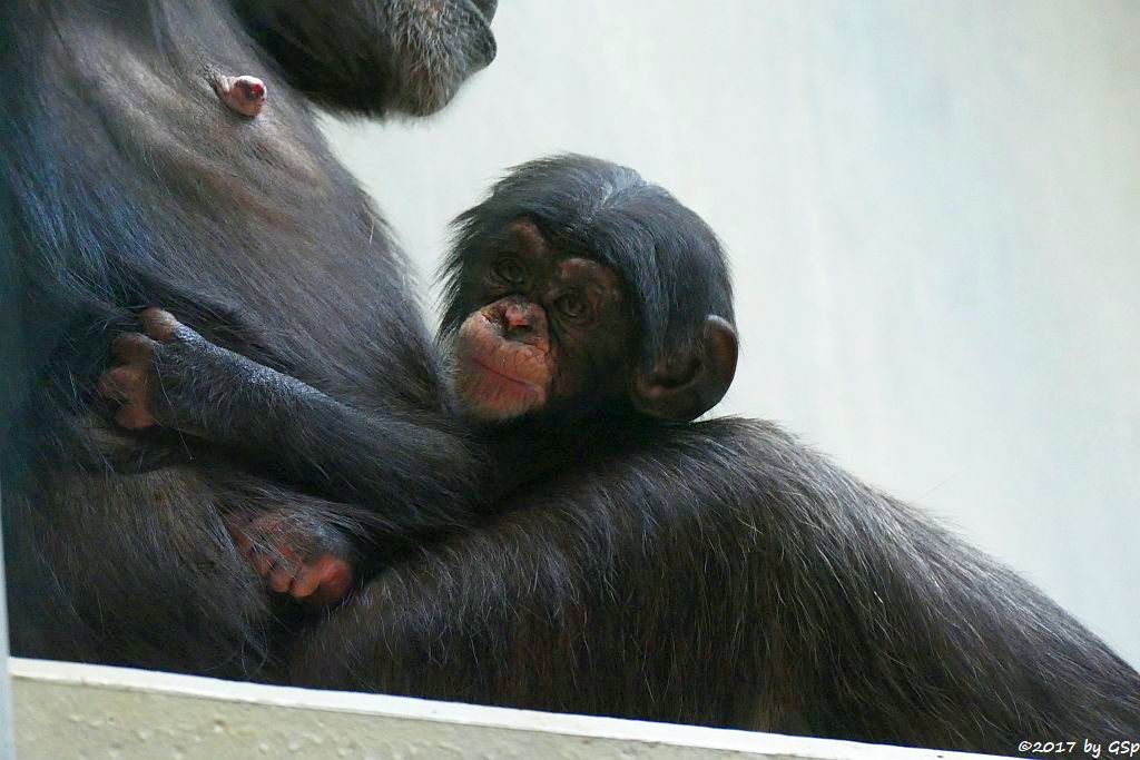 Westafrikanischer Schimpanse KITOKO mit Sohn OBAYE, geb. am 27.9.17