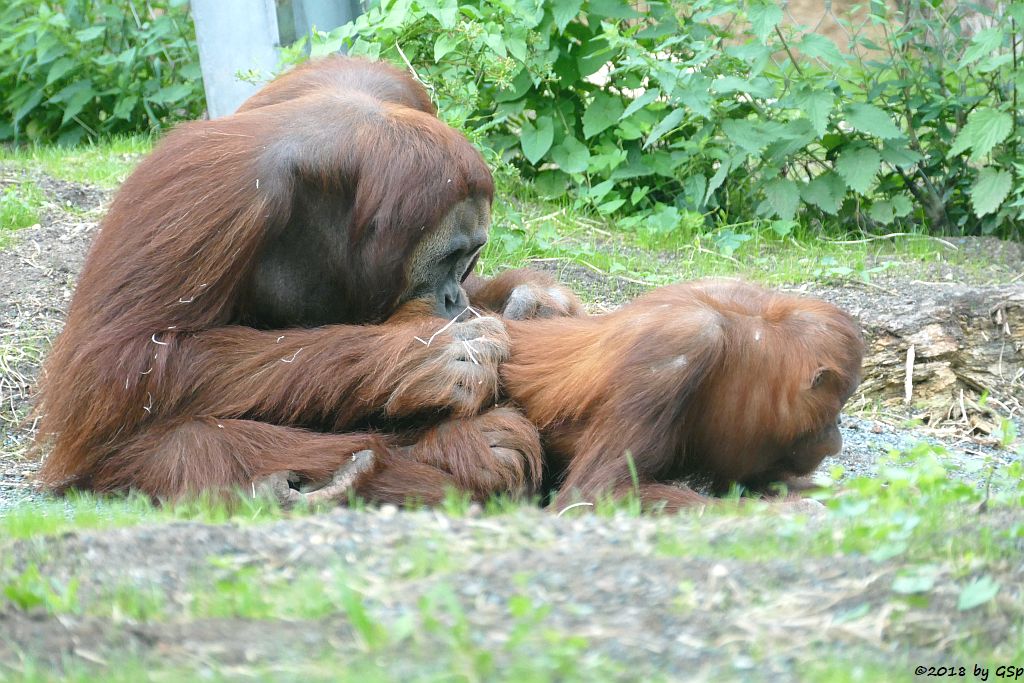 Sumatra-Orang-Utan KEMBALI und INDAH