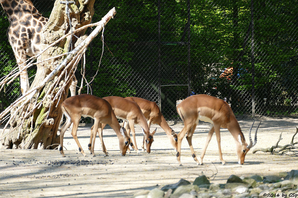 Impala