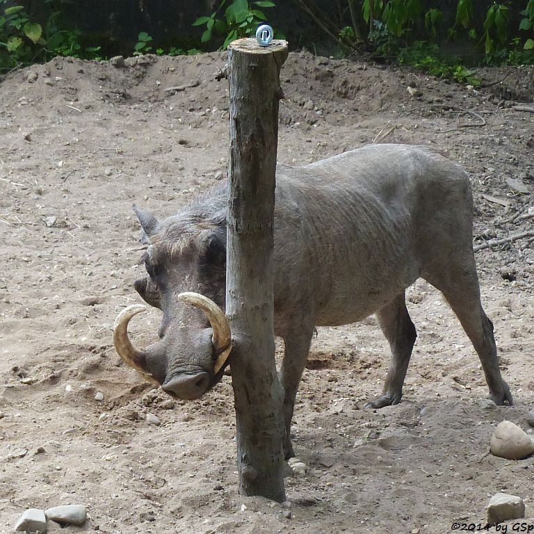 Warzenschwein