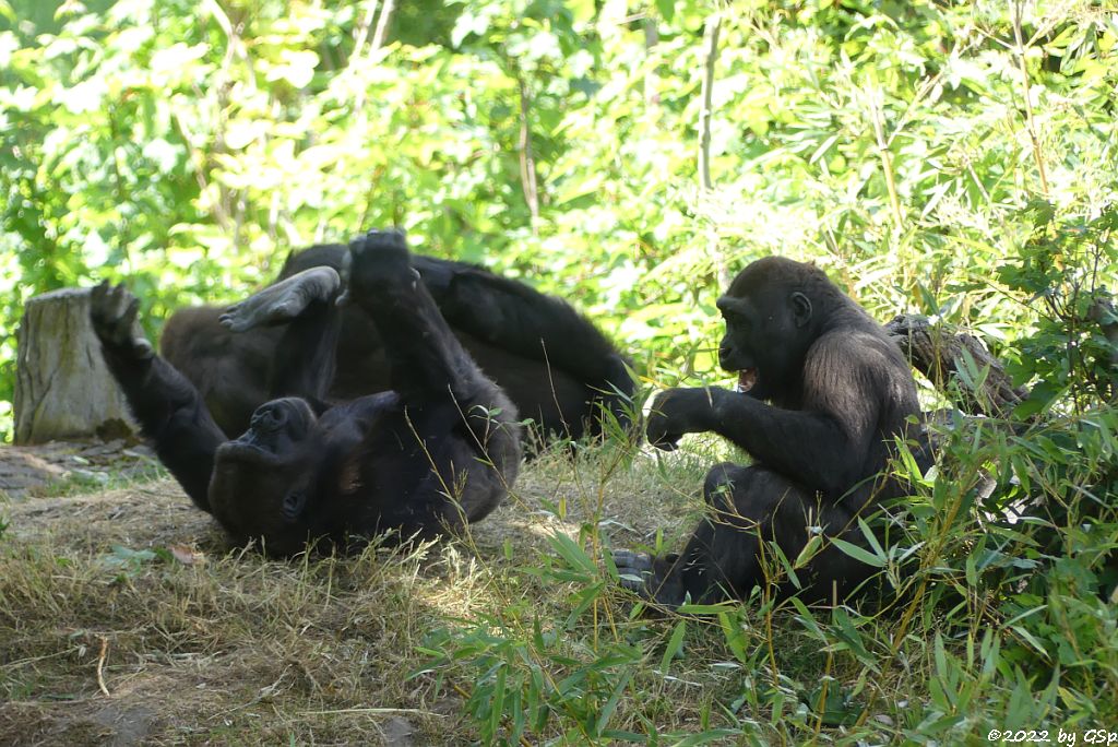 Westlicher Flachlandgorilla