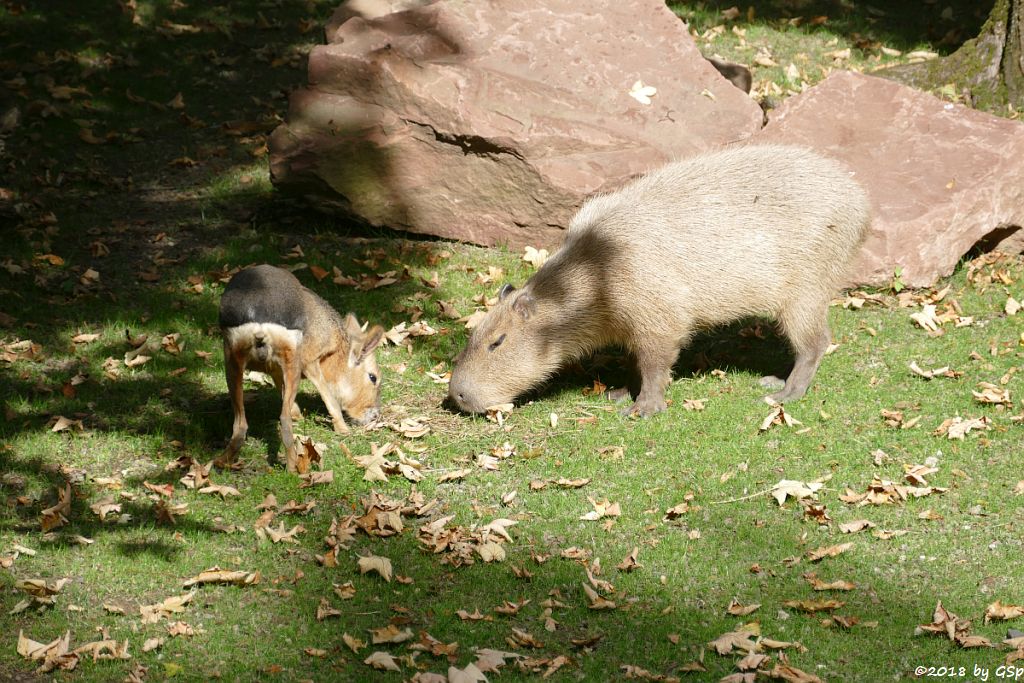 Großer Pampashase (Große Mara, Großer Mara), Wasserschwein (Capybara)