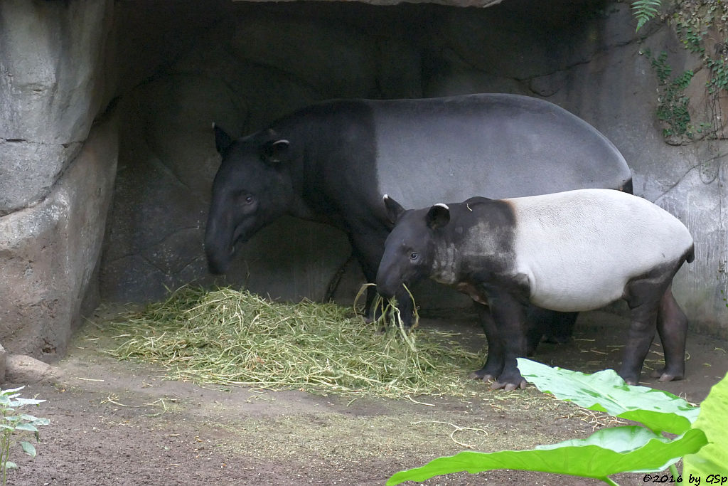 Schabrackentapir (Malaysischer Tapir) LAILA mit KEDIGA, geb. am 2.6.16