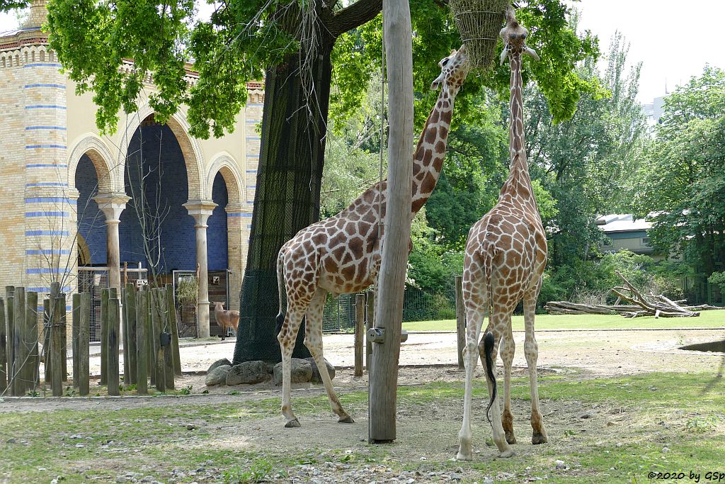 Netzgiraffe, Rothschildgiraffe (Uganda-Giraffe, Baringo-Giraffe)