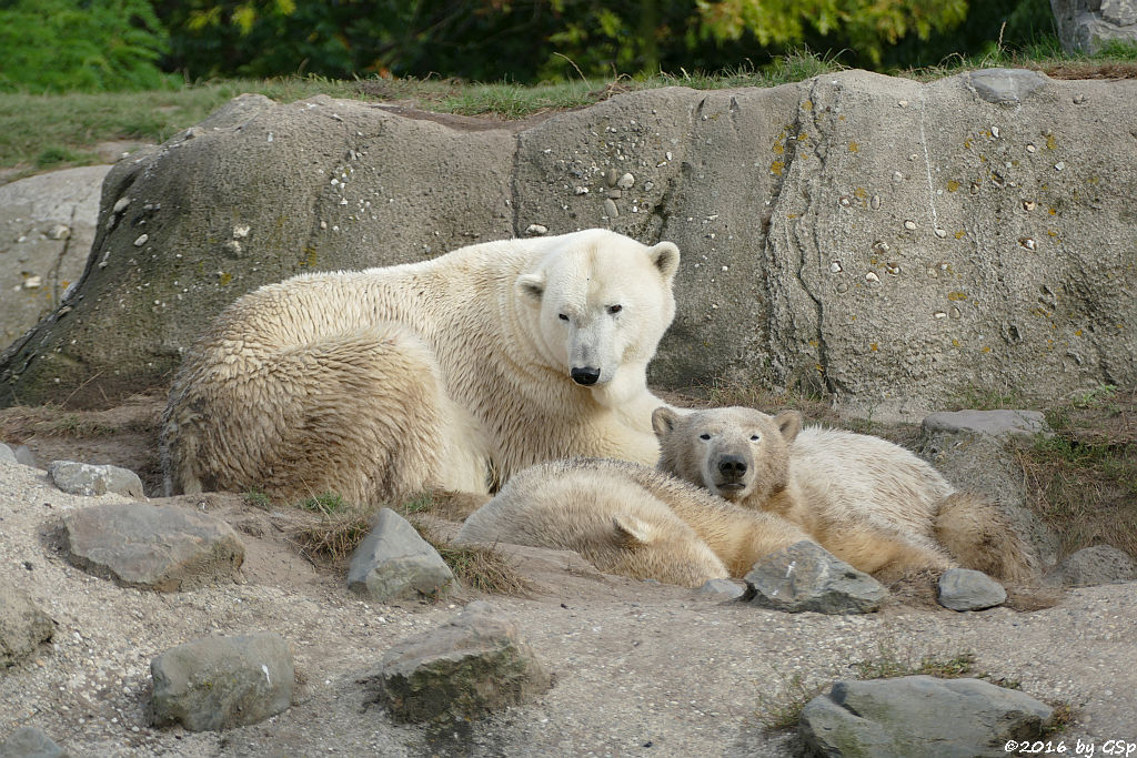 Eisbär, Jungtiere geb. am 2.12.14