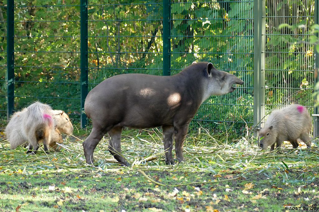 Wasserschwein (Capybara), Flachlandtapir (Südamerikanischer Tapir)