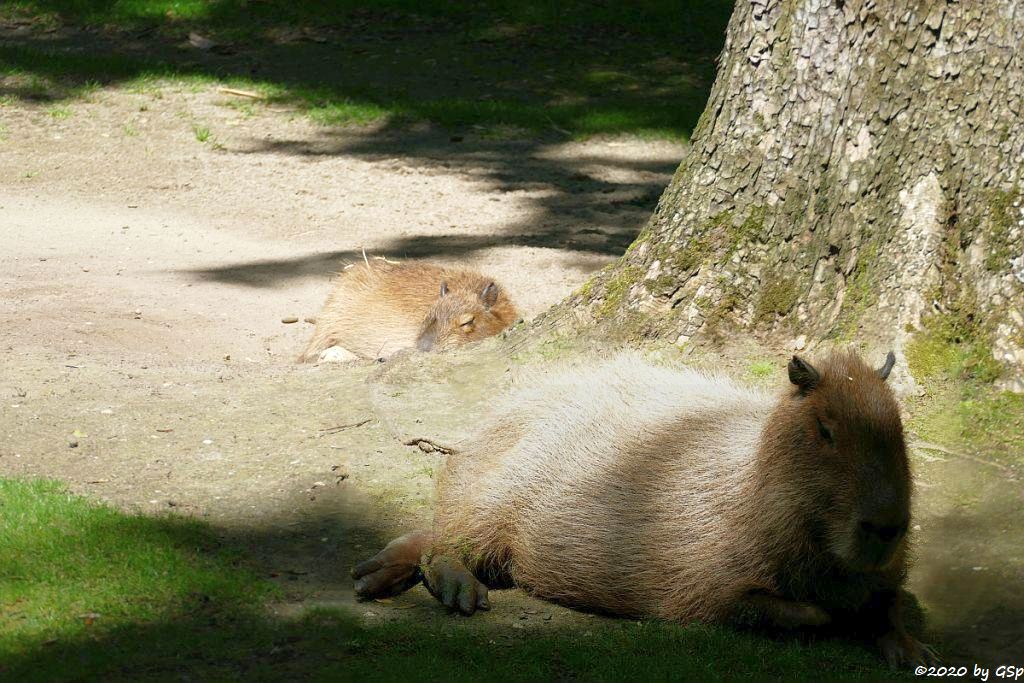 Wasserschwein (Capybara)