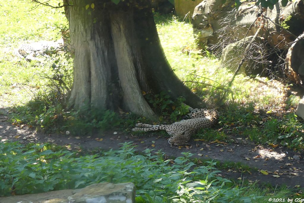 Südafrikanischer Gepard