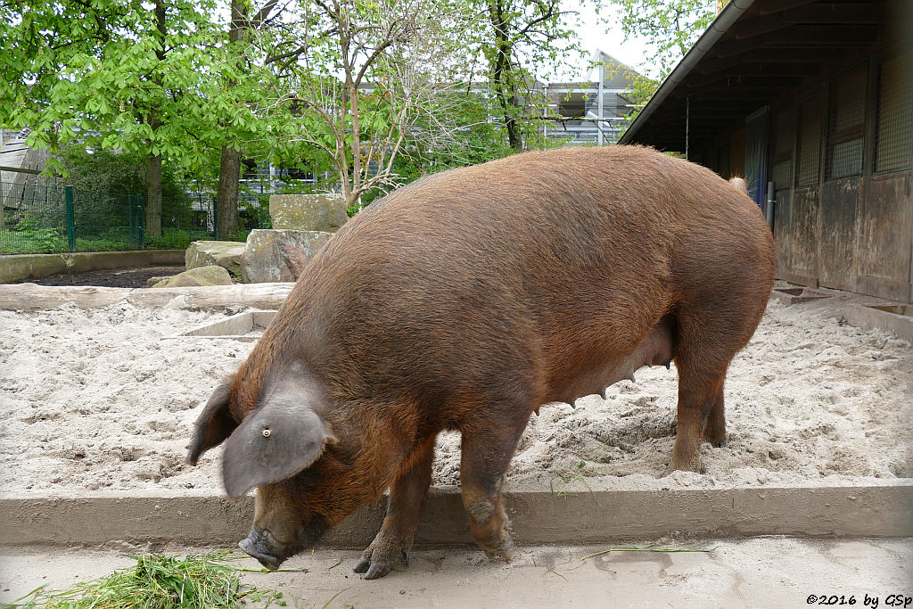 Duroc-Schwein