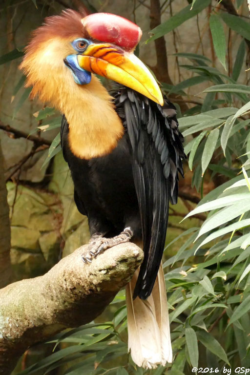 Helmhornvogel (Sulawesi-Hornvogel)