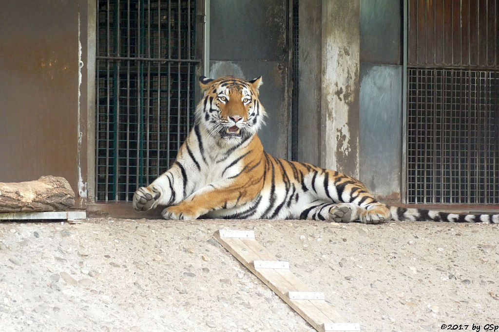 Amurtiger (Sibirischer Tiger, Mandschu-Tiger) SERGAN