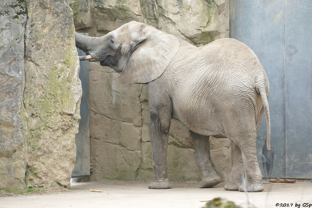 Südafrikanischer Steppenelefant (Kapelefant)