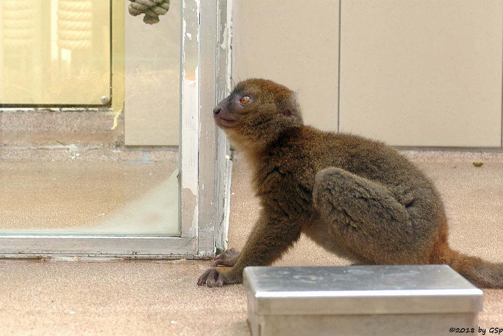 Großer Bambuslemur (Breitschnauzen-Halbmaki)