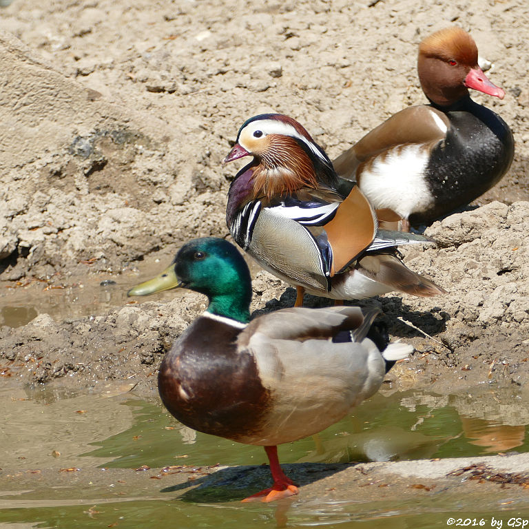 Stockente, Mandarinente, Kolbenente