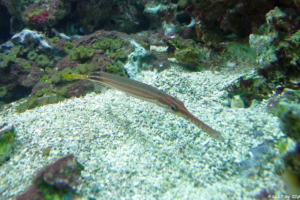 Westatlantischer Trompetenfisch (Gefleckter Trompetenfisch)