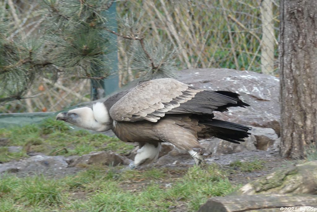 Westlicher Gänsegeier