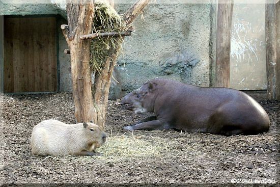 Capybara, Flachlandtapir