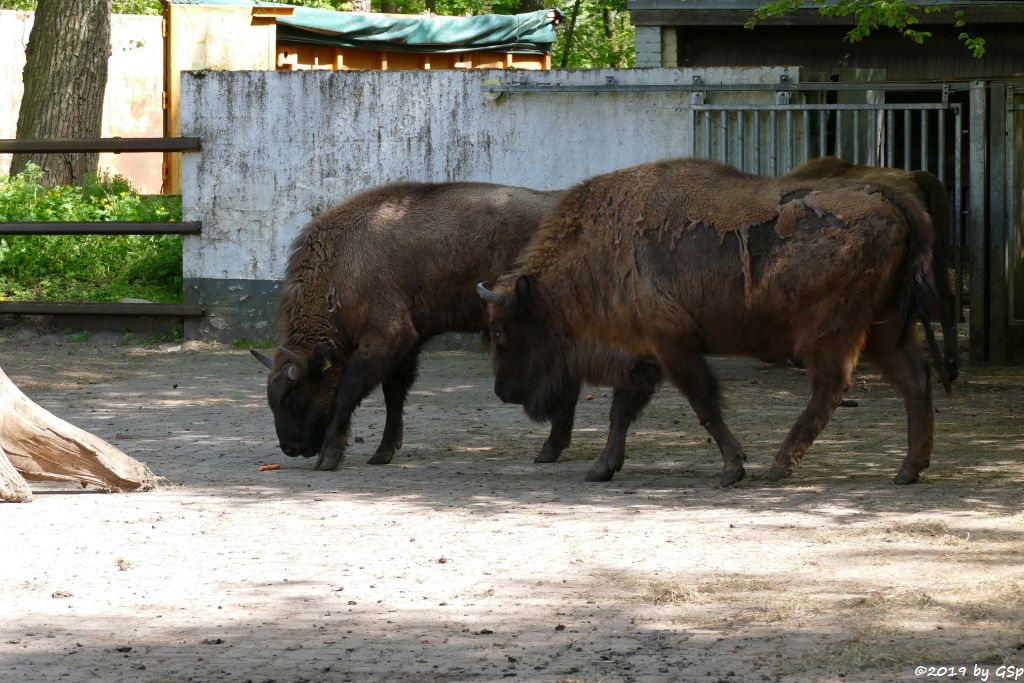 Wisent