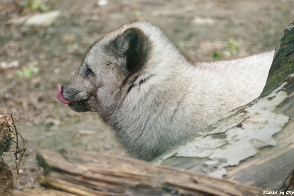 Polarfuchs (Eisfuchs)