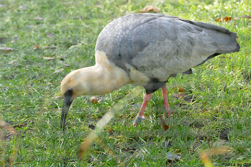 Schwarzzügelibis (Brillenibis)