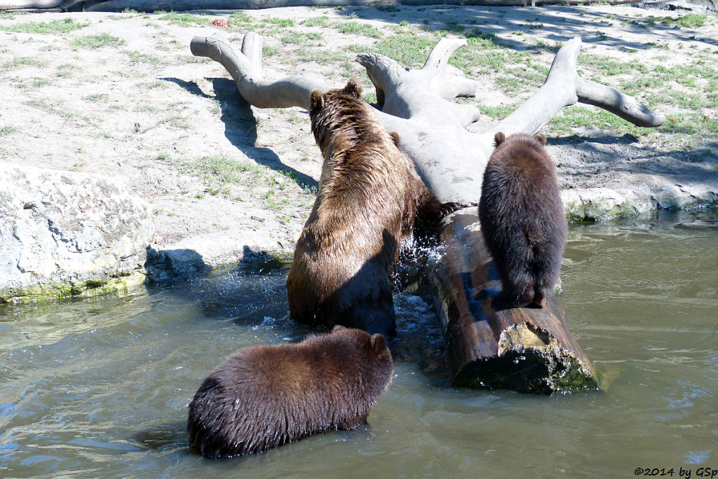 MASCHA mit IWAN und IGOR, für IRINA hieß es ab ins Wasser