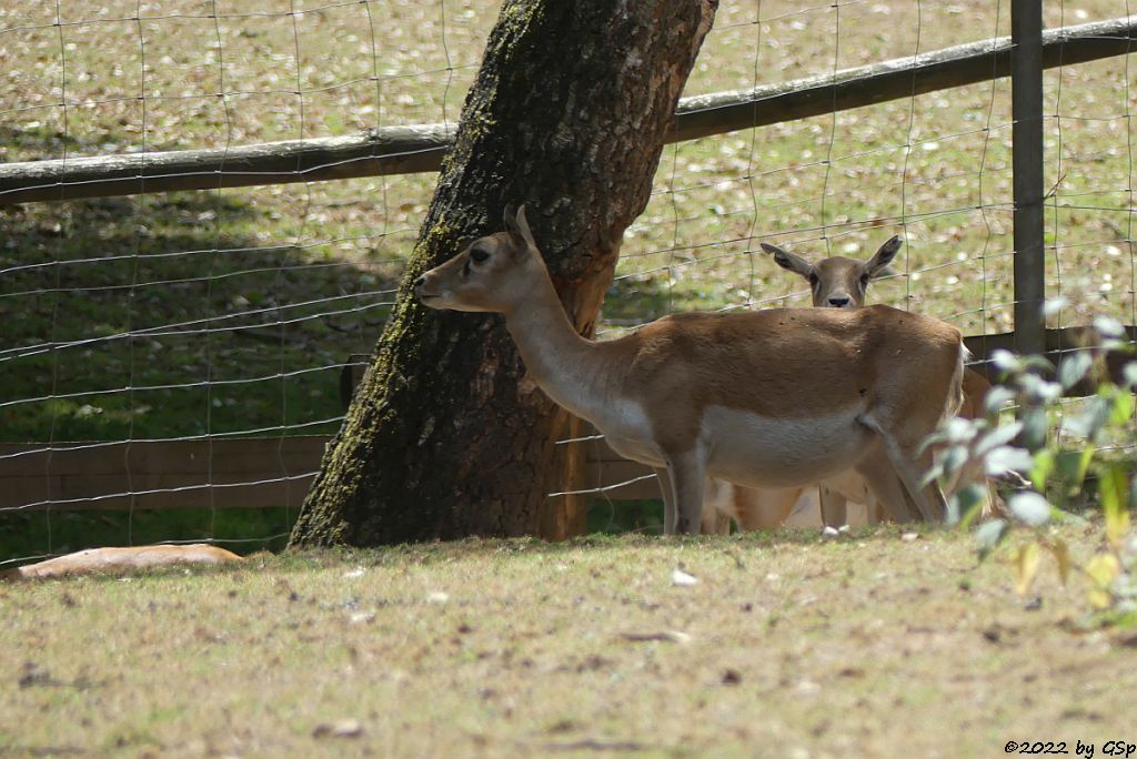 Hirschziegenantilope