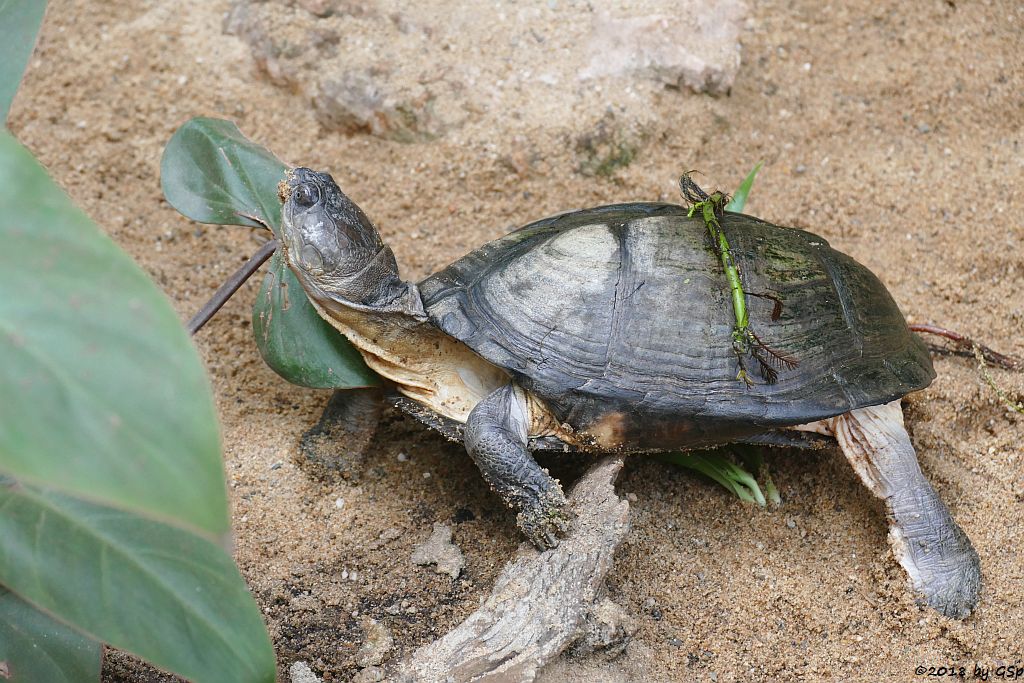Westafrikanische (Braune) Klappbrust-Pelomedusenschildkröte