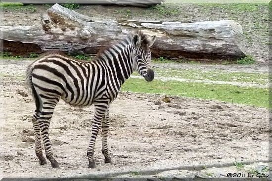  Böhm-Steppenzebra (Grant-Zebra)
