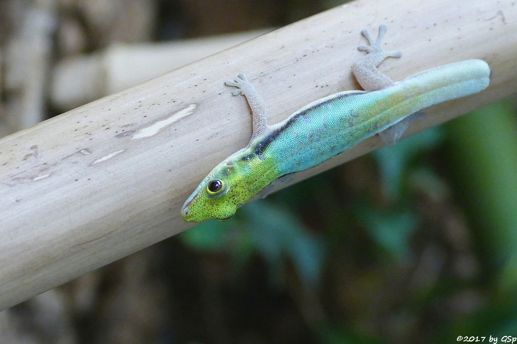 Blauer Bambustaggecko (Blaue Bambusphelsume)