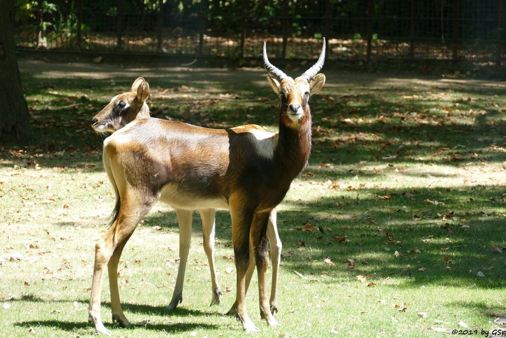 Weissnacken-Moorantilope (Mrs. Grays Wasserbock)