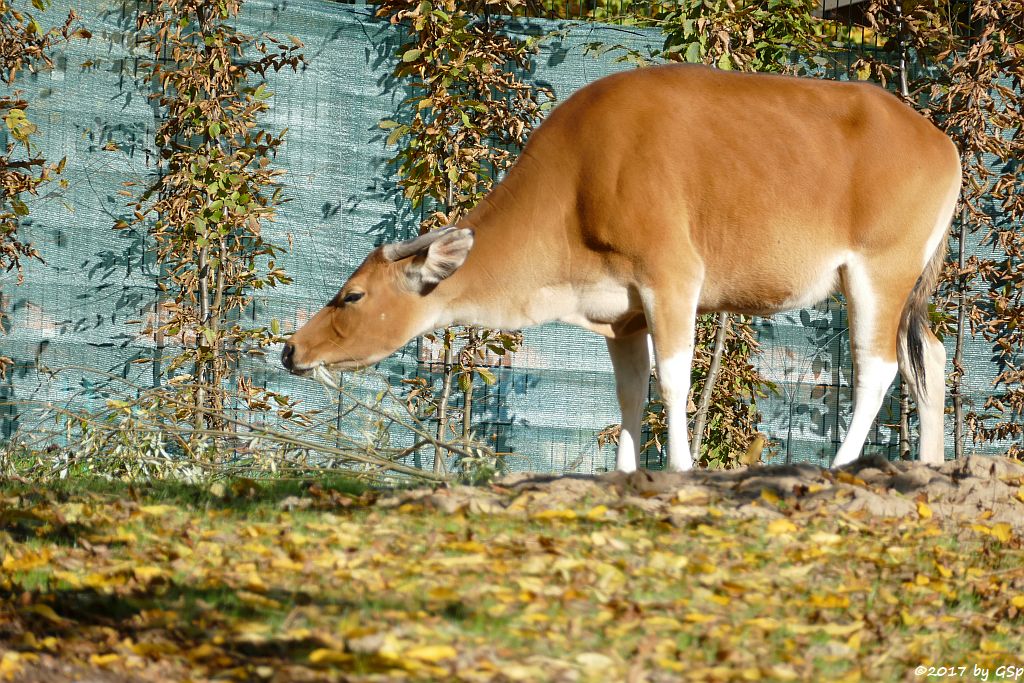 Java-Banteng