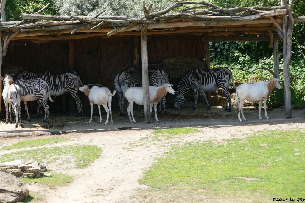 Grévy-Zebra, Säbelantilope