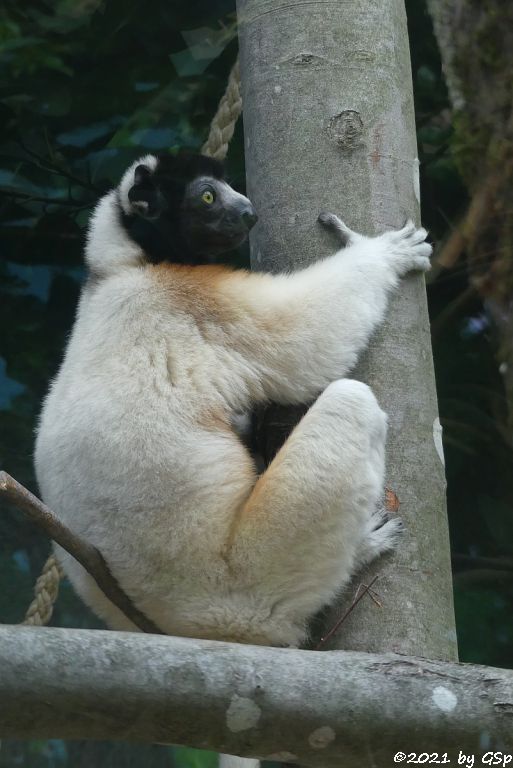 Kronensifaka