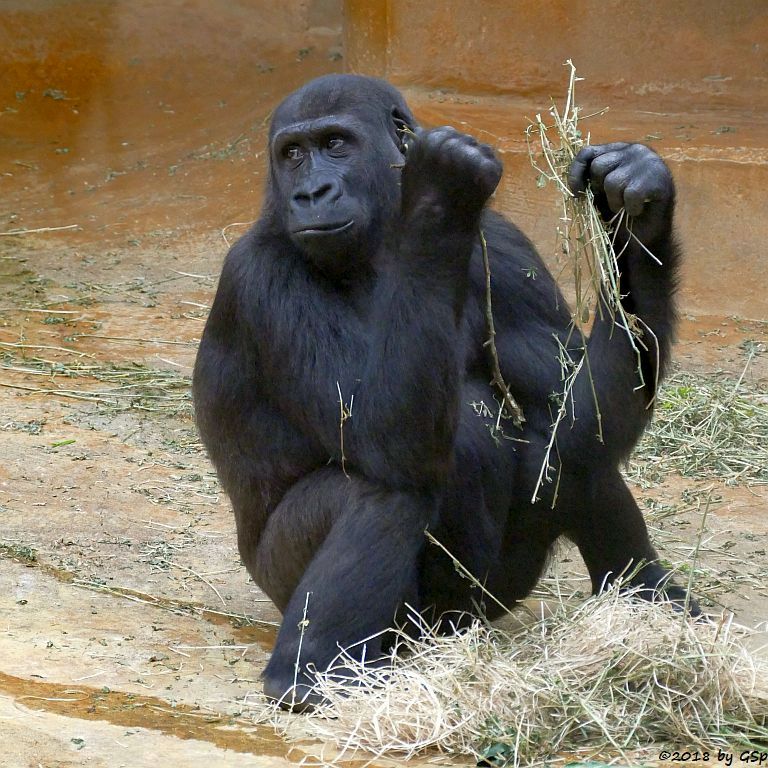 Flachlandgorilla