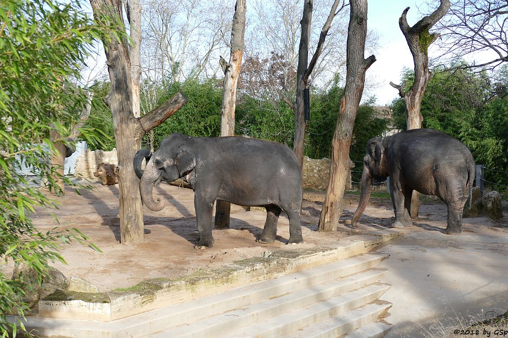 Asiatischer Elefant ZELLA und PAMA