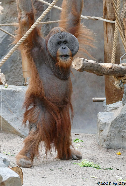 Sumatra-Orang-Utan TUAN