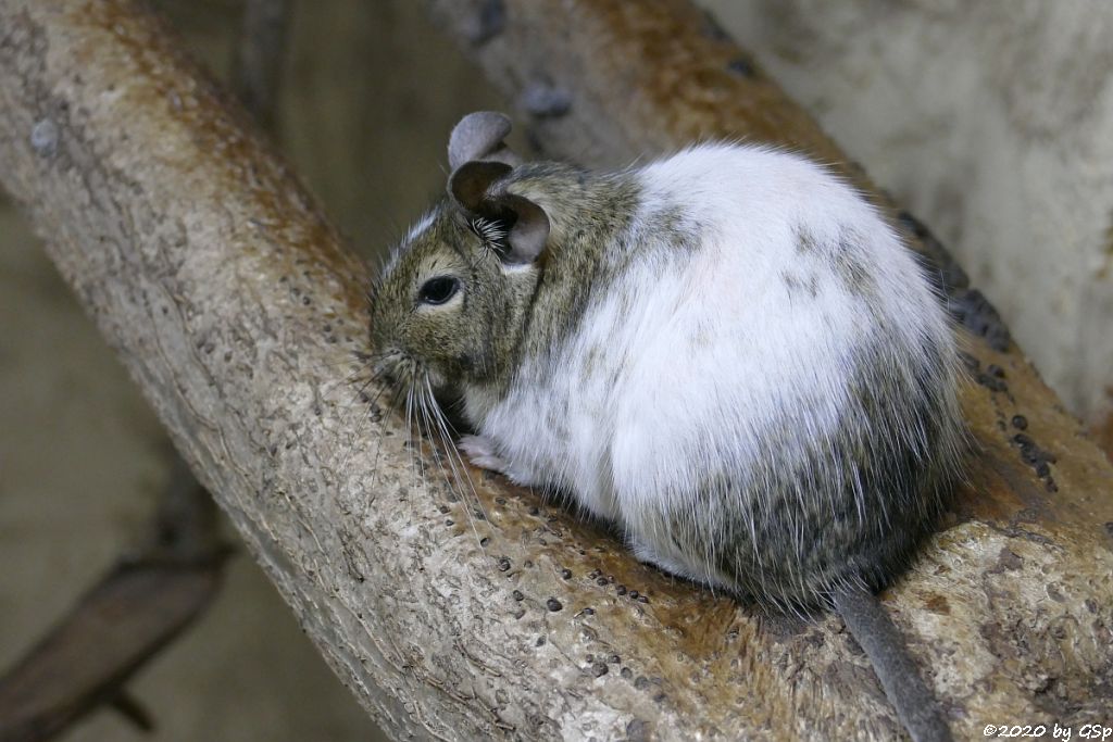 Degu (Gewöhnlicher Degu, Strauchratte)