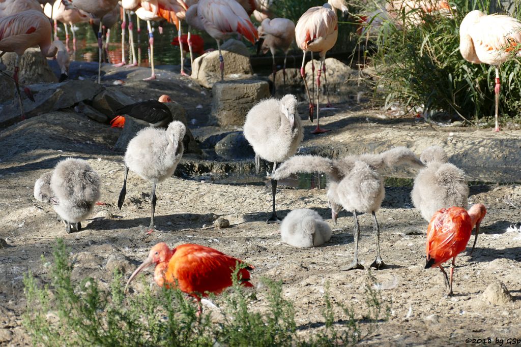 Chileflamingo (Chilenischer Flamingo), Roter Sichler (Scharlachsichler, Rotibis)