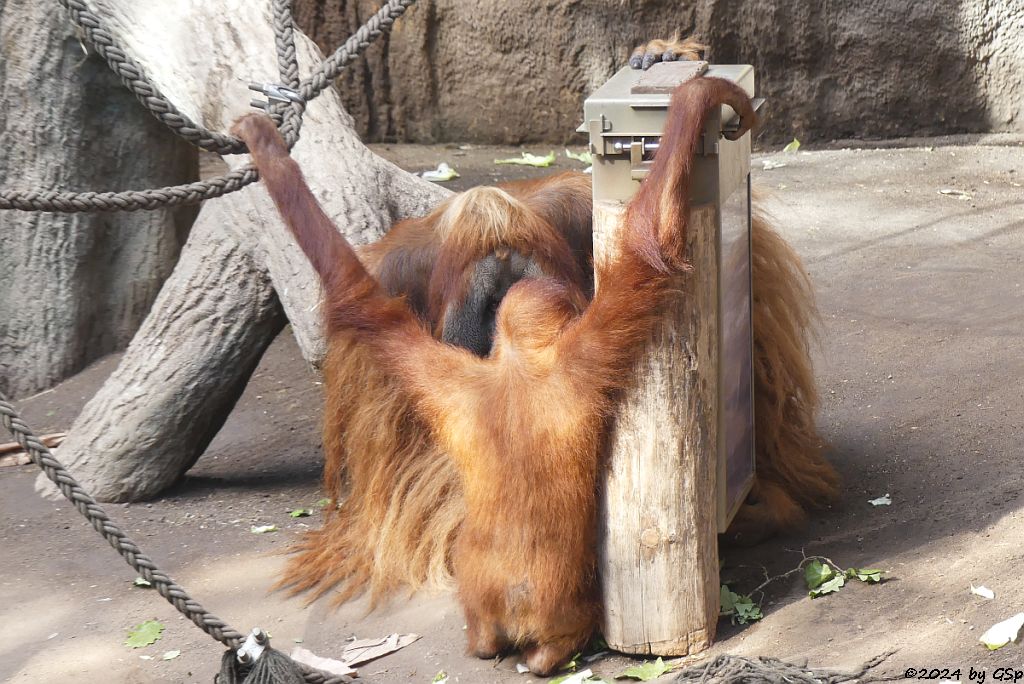 Sumatra-Orang-Utan
