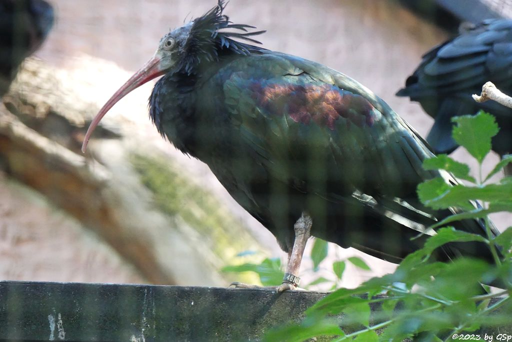 Waldrapp