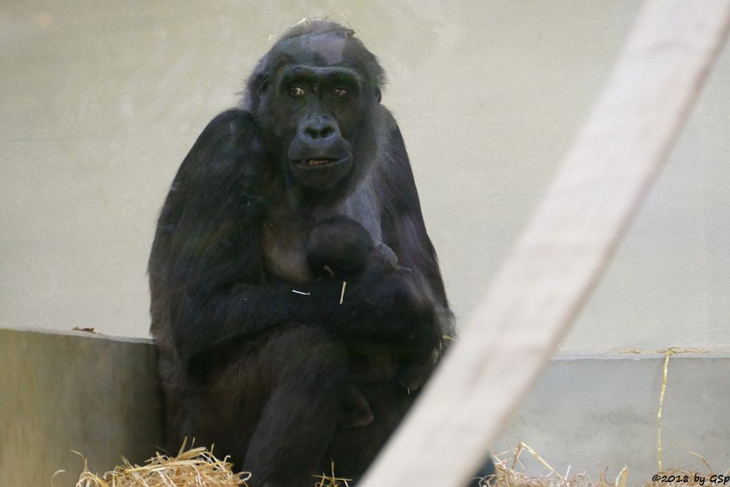 Flachlandgorilla TUANA mit Jungtier, geb. 11.1.18 (2 Wochen alt)