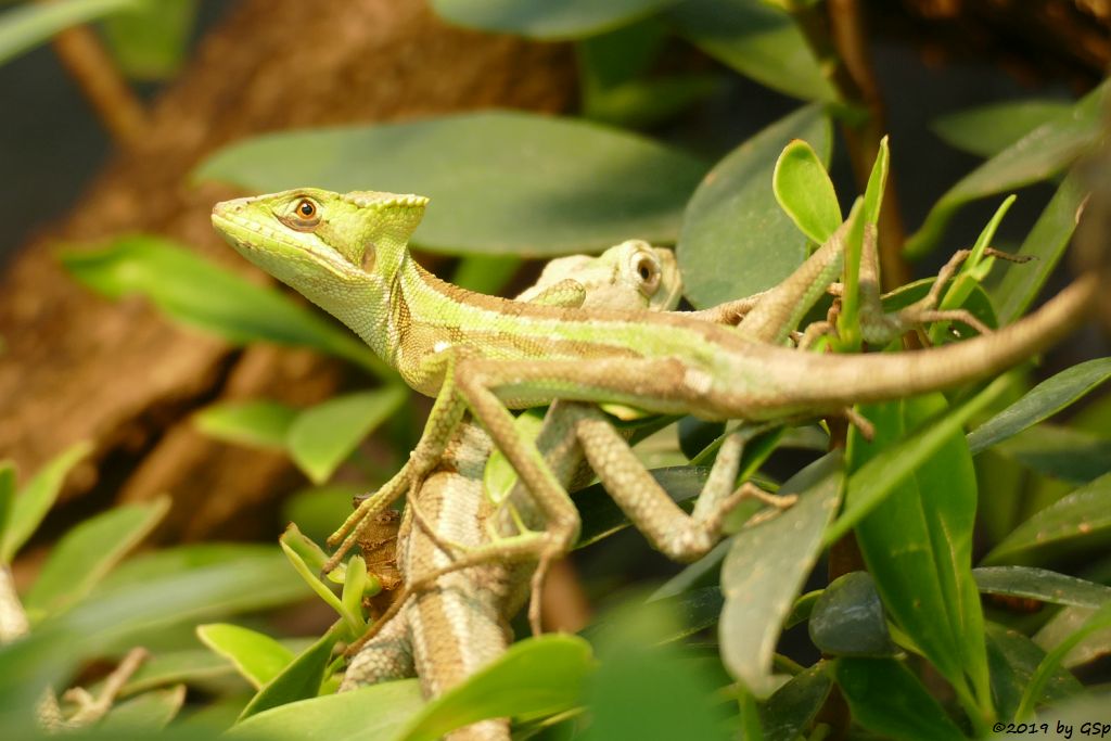 Helmkopfbasilisk (Gezackter Kronenbasilisk)