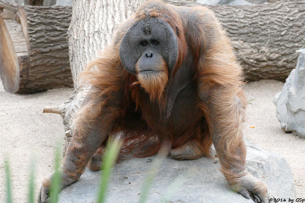 Sumatra-Orang-Utan TUAN