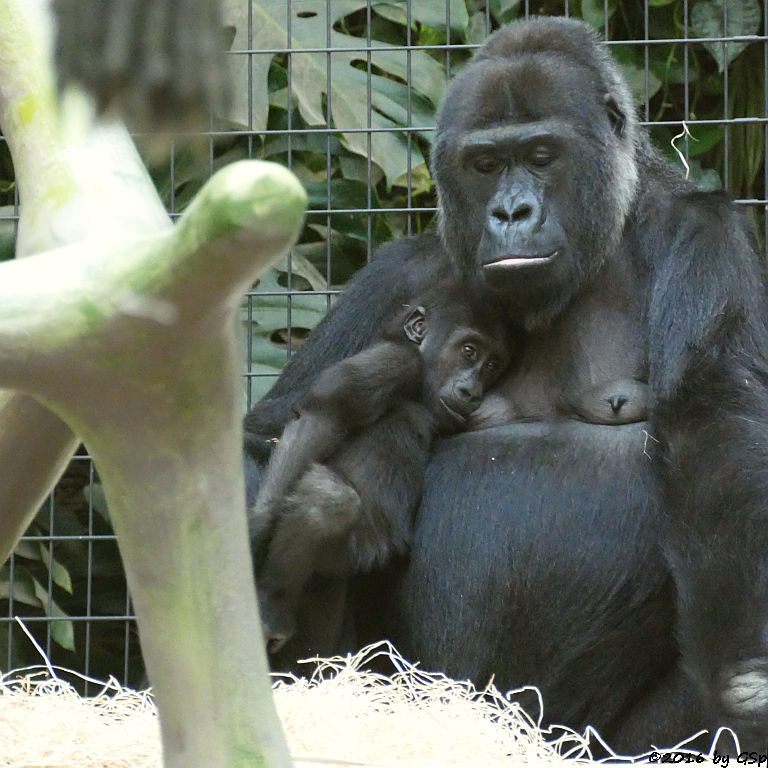 Flachlandgorilla