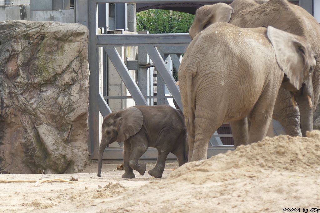 Elefanten Zoo Halle: SIMON, TAMIKA, TANA