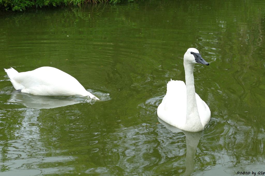 Trompeterschwan