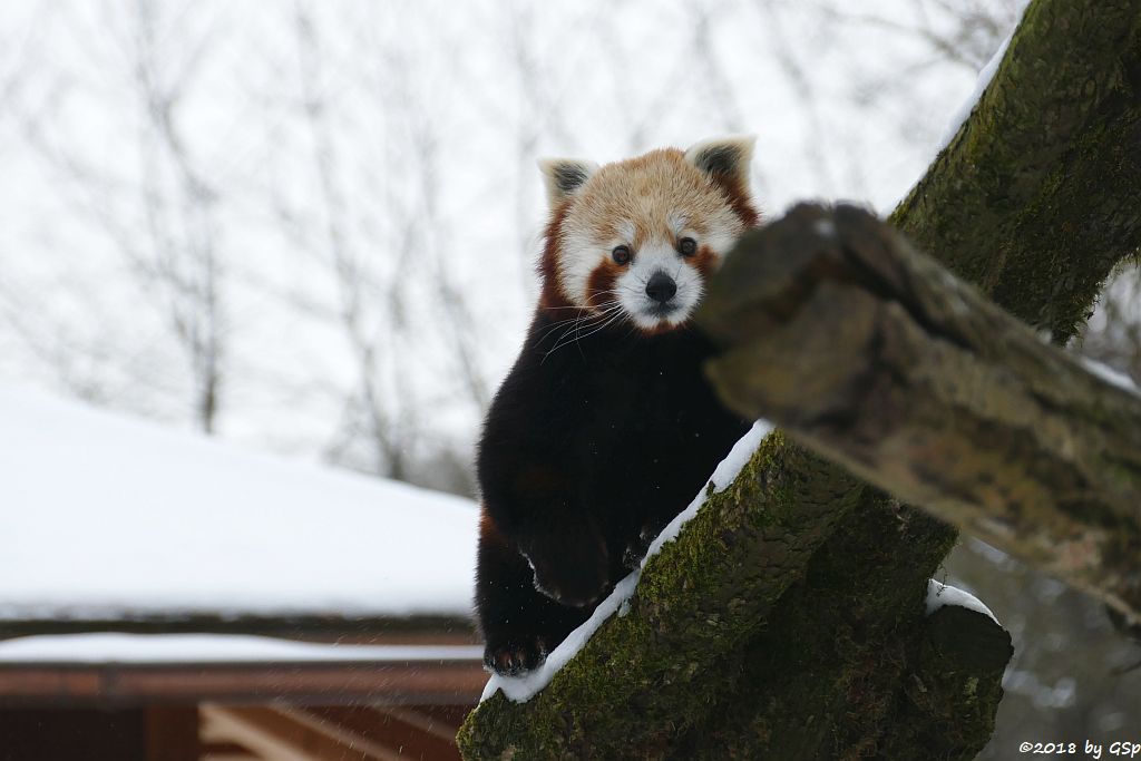 Westlicher Kleiner Panda (Westlicher Katzenbär, Nepalesischer Roter Panda)