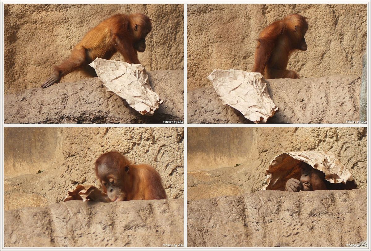 Sumatra-Orang-Utan