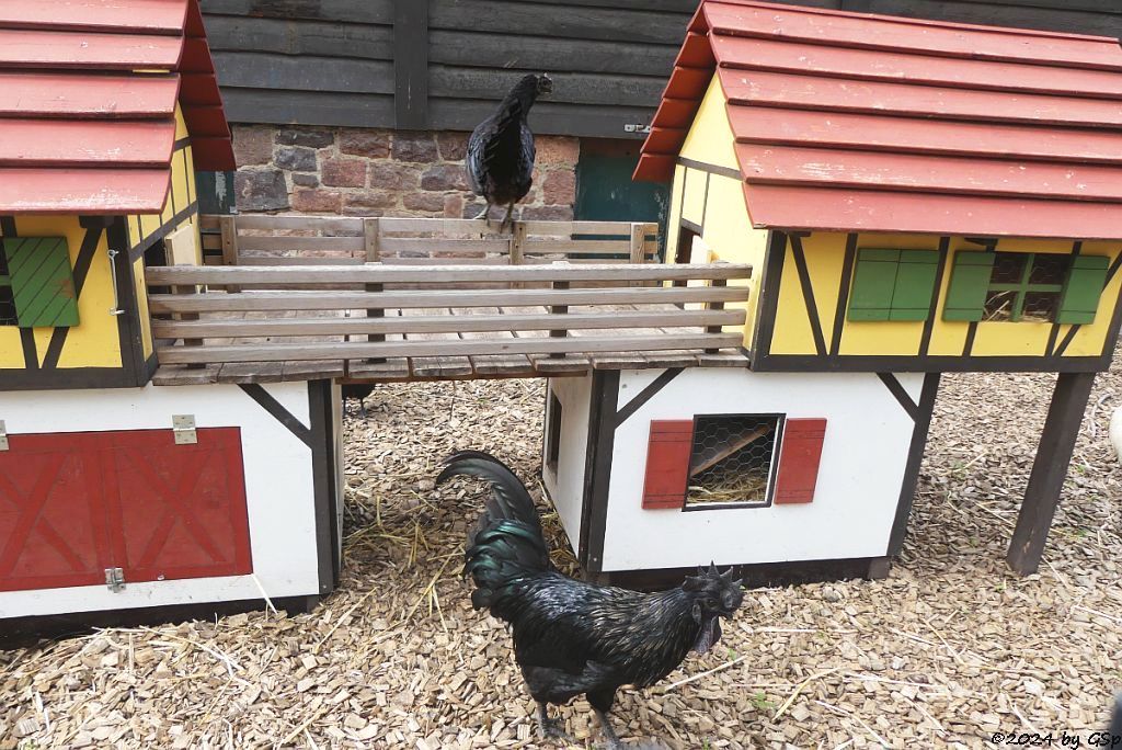 Zoo Halle: Cemani (Ayam Cemani)